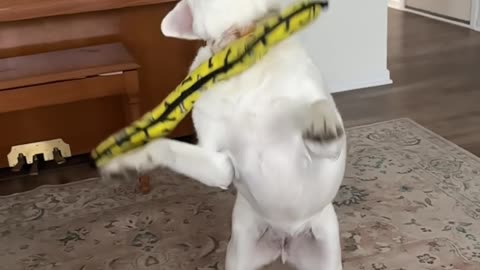 😂🐶 She Did Her Best! | FunFM