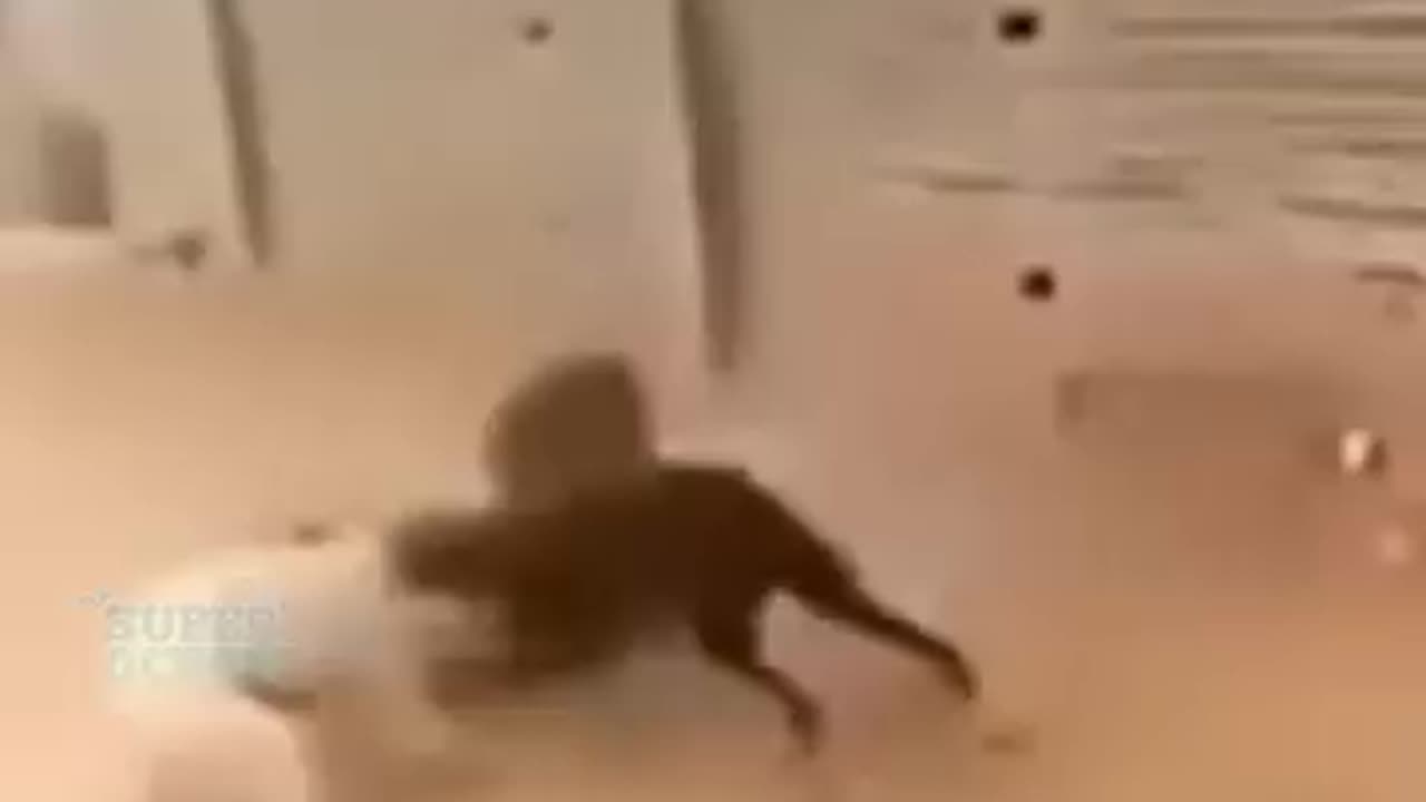Unbelievable animal moment