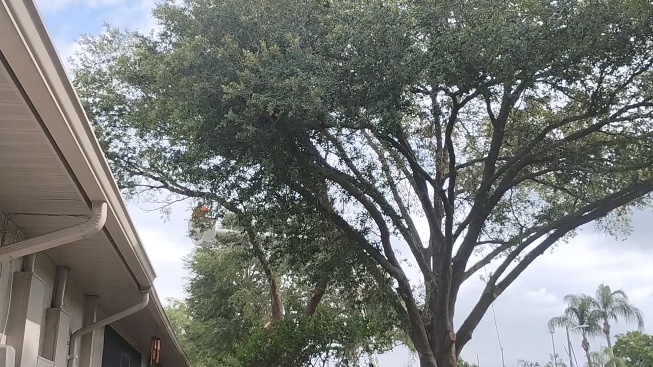 Tree removal Sandpipers Lakeland Florida