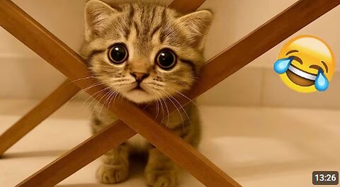 Funny ANIMALS videos 😂 | Funniest Cats and Dogs 2025 🐶😼