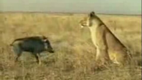 Hunting fail - african boar vs lion - low resolution