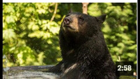 "Sudden Cardiac Arrest Claims Life of Black Bear at Oregon Zoo"