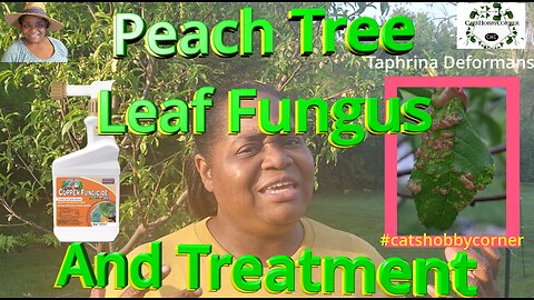 Peach Tree Leaf Fungus & Treatment - #catshobbycorner #gardening
