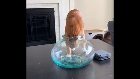 Orange Cat Activity