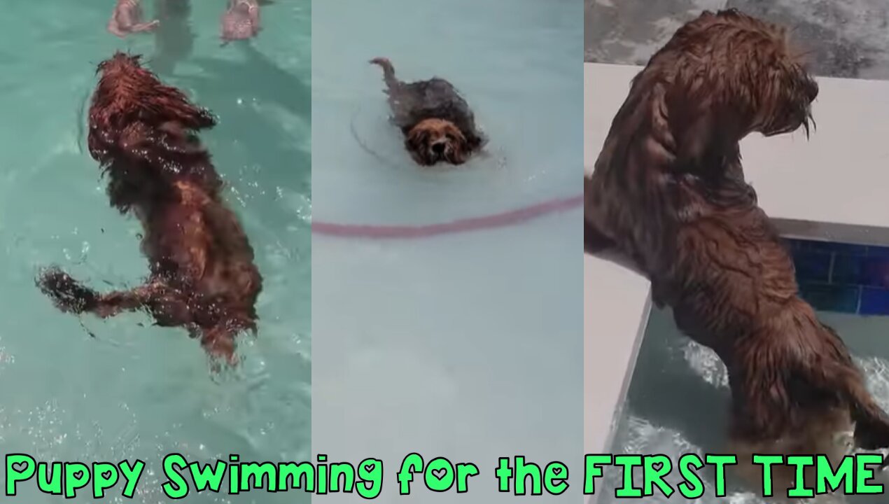 Puppy Swimming in Pool for the FIRST TIME