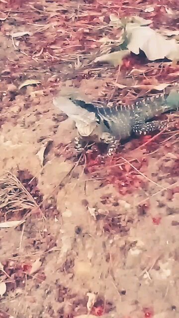 🤗💦 Water Dragon 🦎On Red Flower Fall ❤️🙏