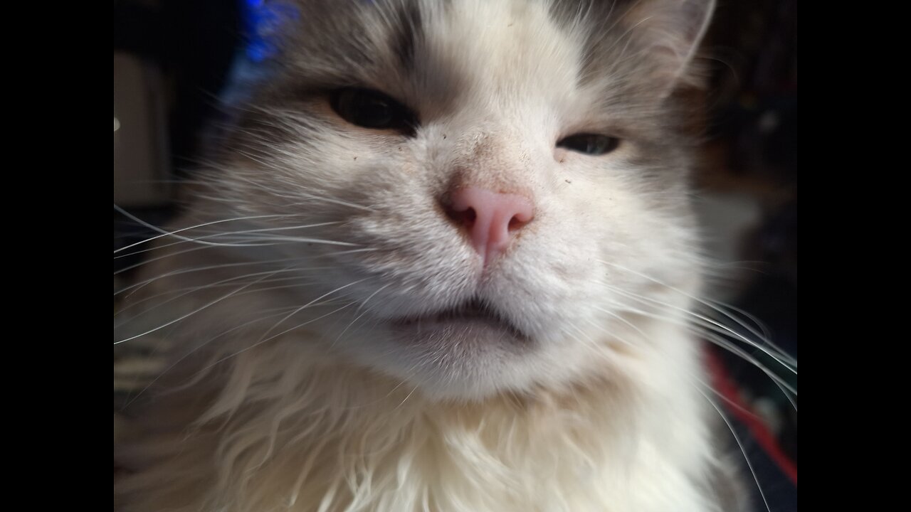 Peekatchu Says Good Friday Morning!