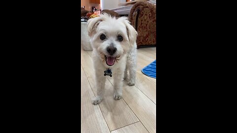 प्यारा डॉग सबसे वफादार दोस्त 🐶❤️ #doglove #cutedog #shorts #funny #youtubeshorts #shortvideo