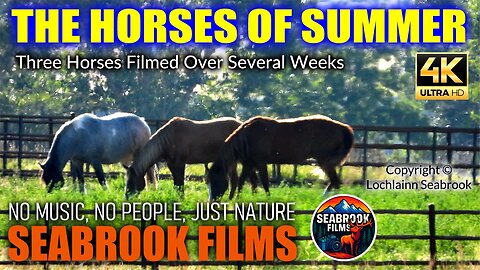 The Horses of Summer: Three Horses Filmed Over Several Weeks