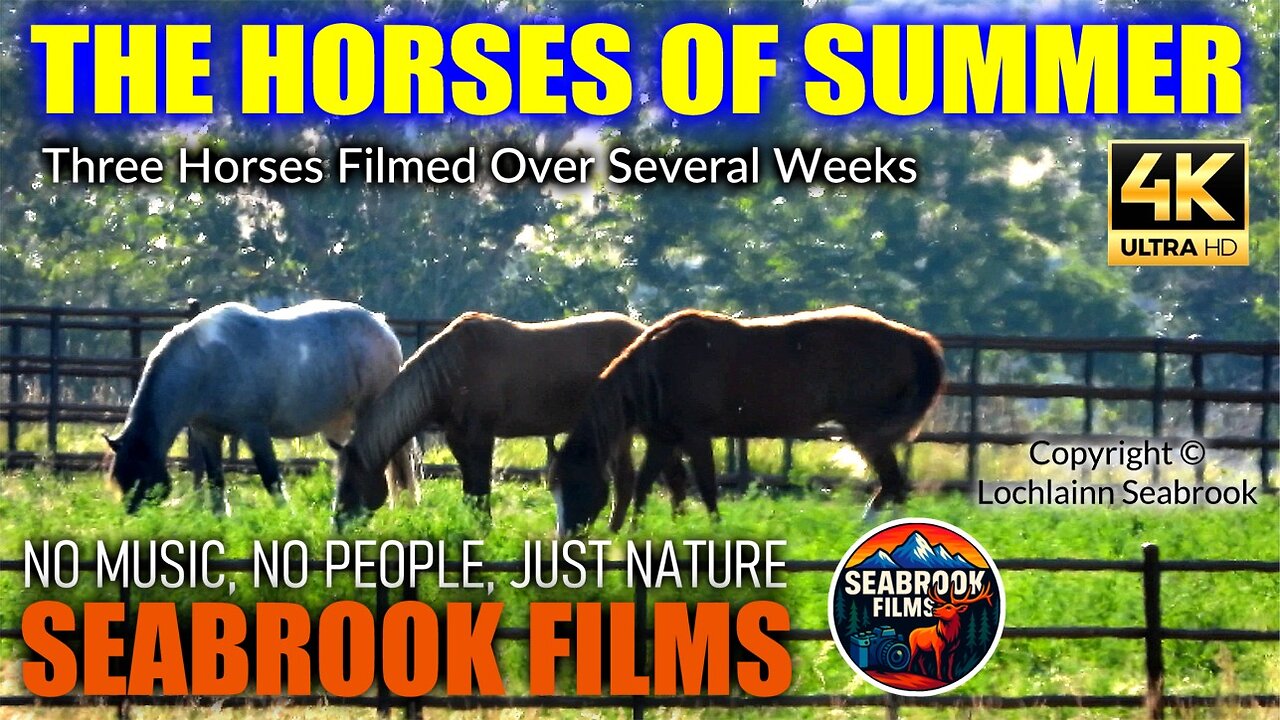The Horses of Summer: Three Horses Filmed Over Several Weeks