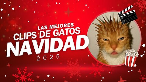 Xmas Lo mejor del 2025 gatos VOL01
