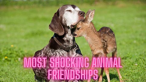 Most SHOCKING Unlikely Animal Friendships That Will MELT Your Heart | AMZG Animals