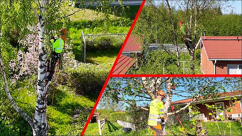Would You Try This? Climbing & Direct Felling in One Brutal Job!
