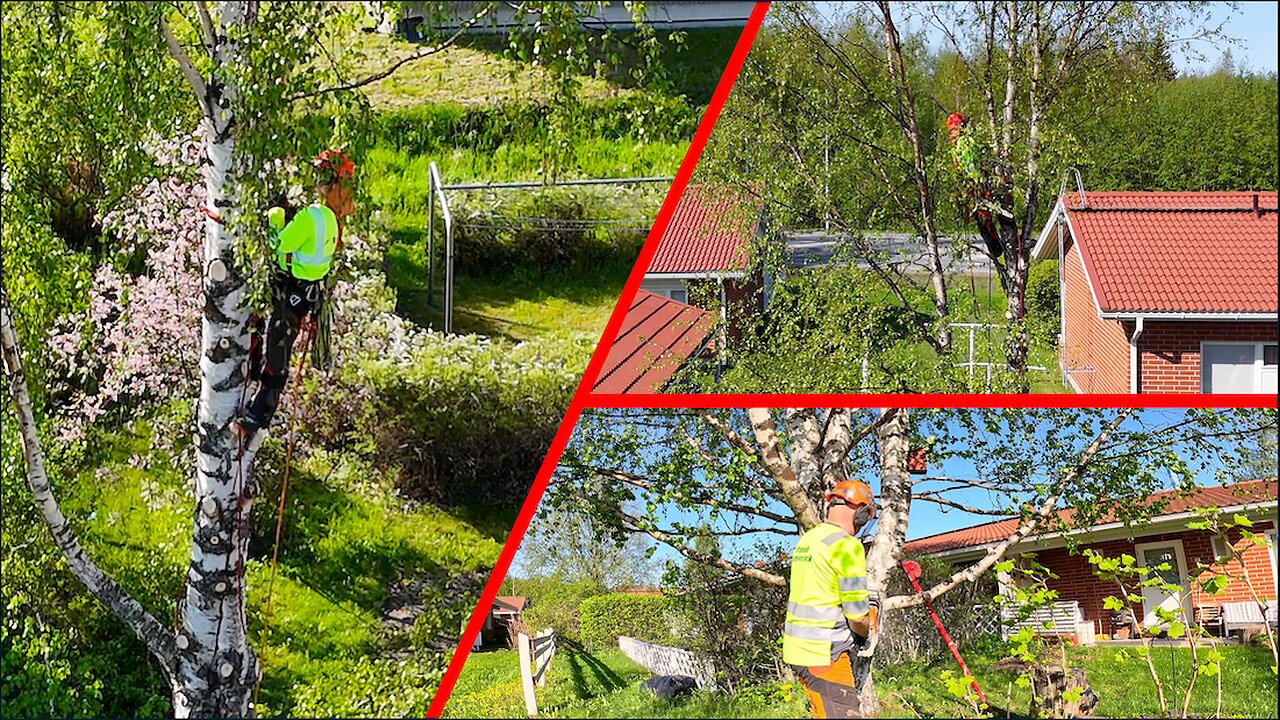 Would You Try This? Climbing & Direct Felling in One Brutal Job!