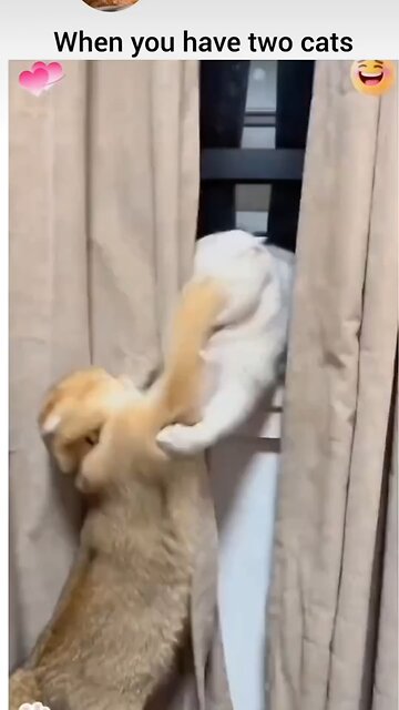 when you have two cats fun unlimited