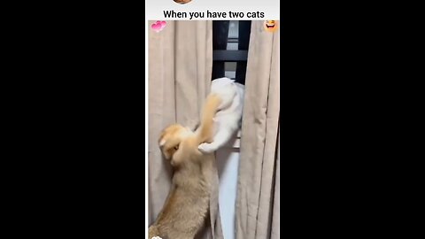 when you have two cats fun unlimited