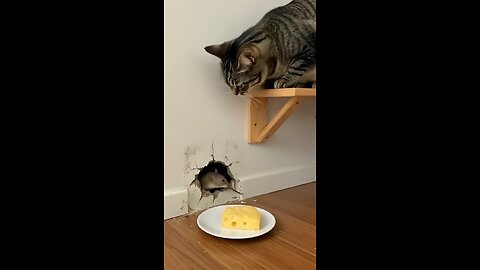 The Cat Set a Trap… Will the Mouse Fall for It? 🧀🐱🐭 #catshorts #loopvideo