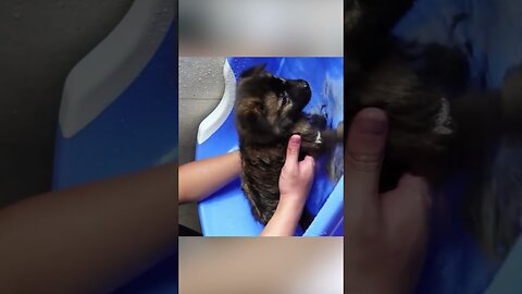 Парень выбежал прямо на дорогу, чтобы спасти щенка