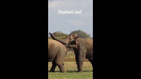 elephant 🐘