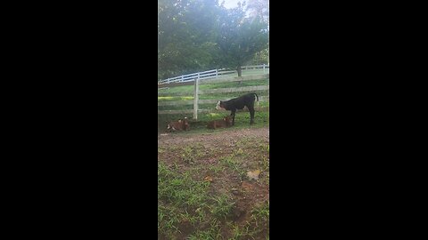 Shorthorn Plus heifers 2025.