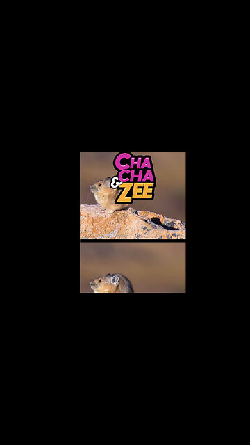 5 Amazing Animals That Call Pikes Peak Home #ColoradoWildlife #Mountains #Discovery