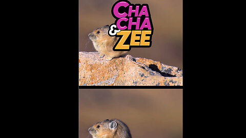 5 Amazing Animals That Call Pikes Peak Home #ColoradoWildlife #Mountains #Discovery