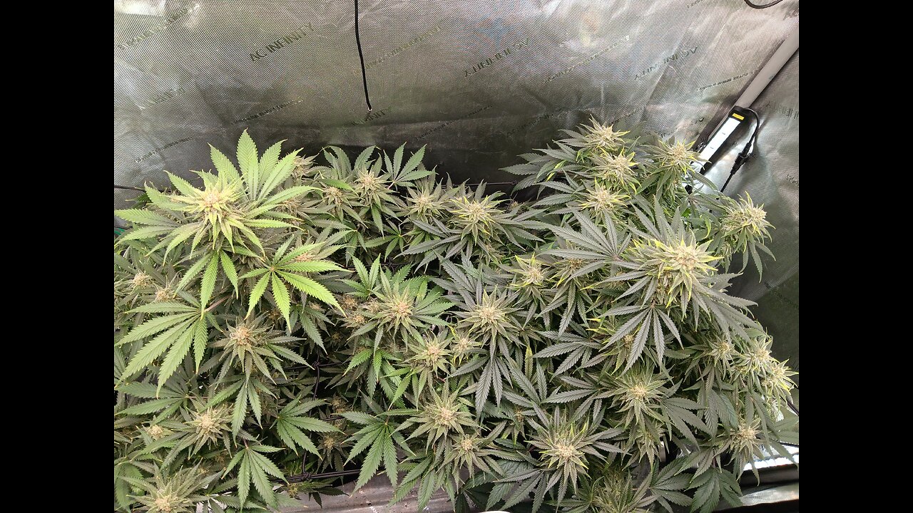 Wedding cheesecake week 15 day 4
