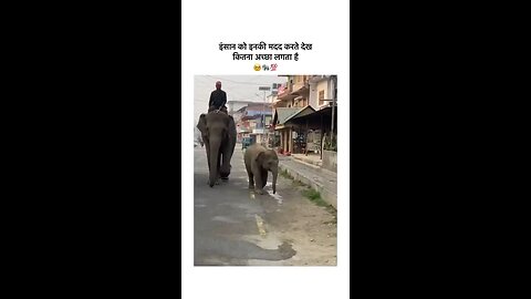 help elephant