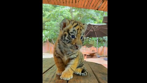 Lovely 🥰 tiger 🐯 baby