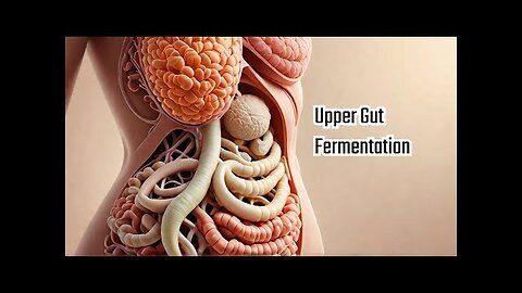 We Found Out How To Fix Your Gut Health!