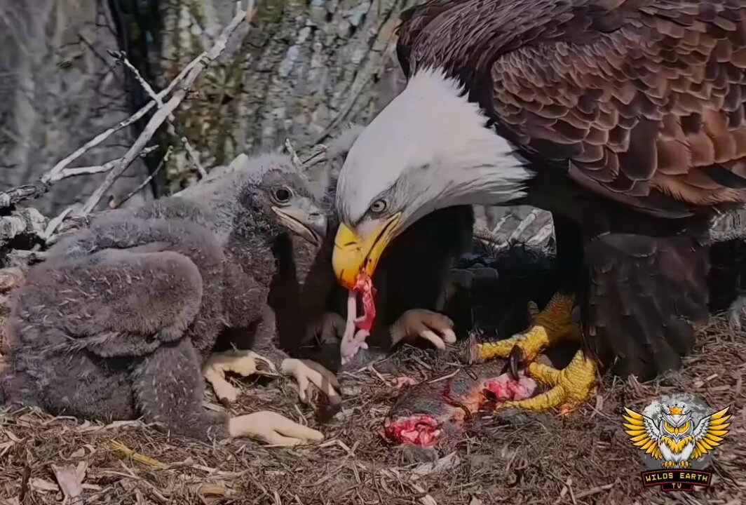 Garima mama