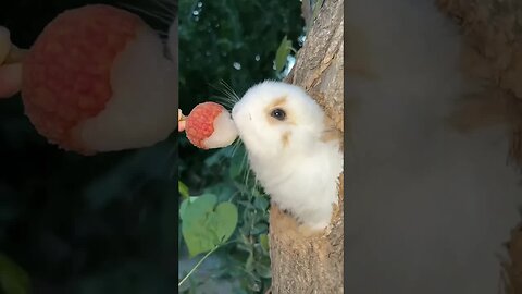 The pink and tender little tongue of the rabbit is so cute. Cute pet rabbit. Little cute pet in the