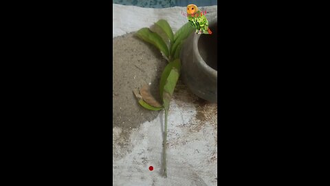 how to prepare a new plant from guava cuttings