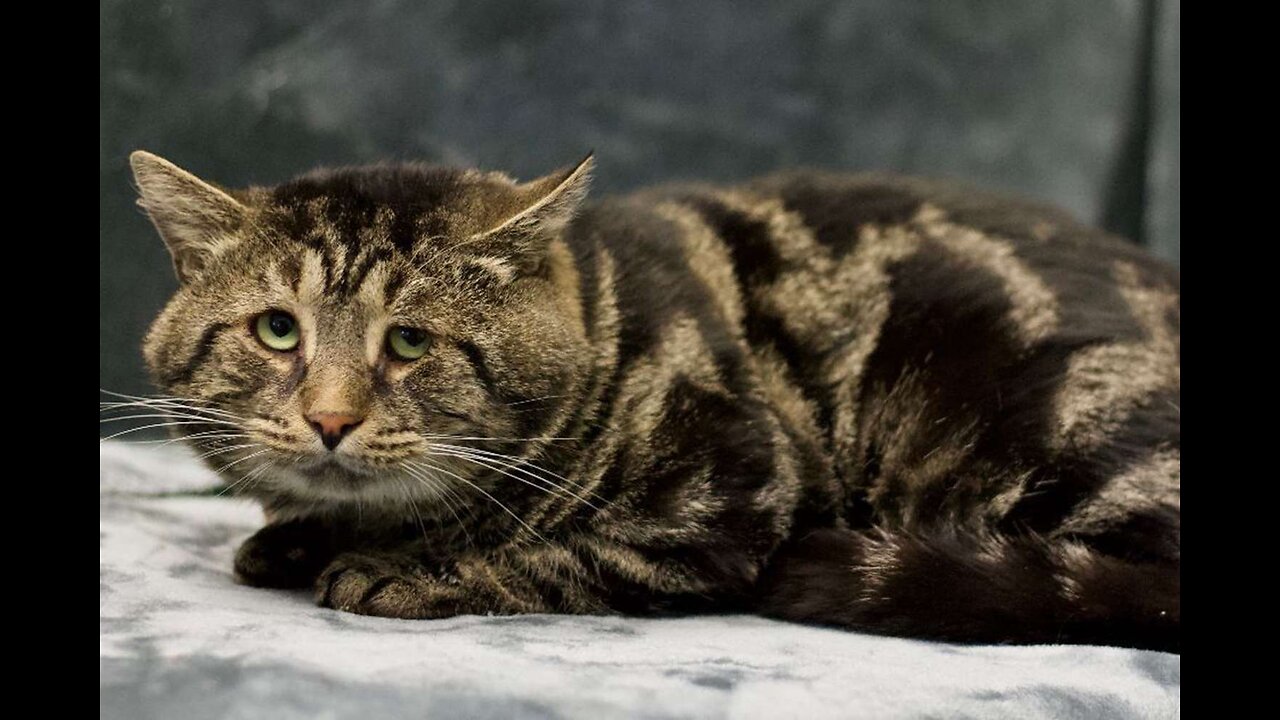 Can Your Pets Get Depressed ? - Spot the Critical Signs !