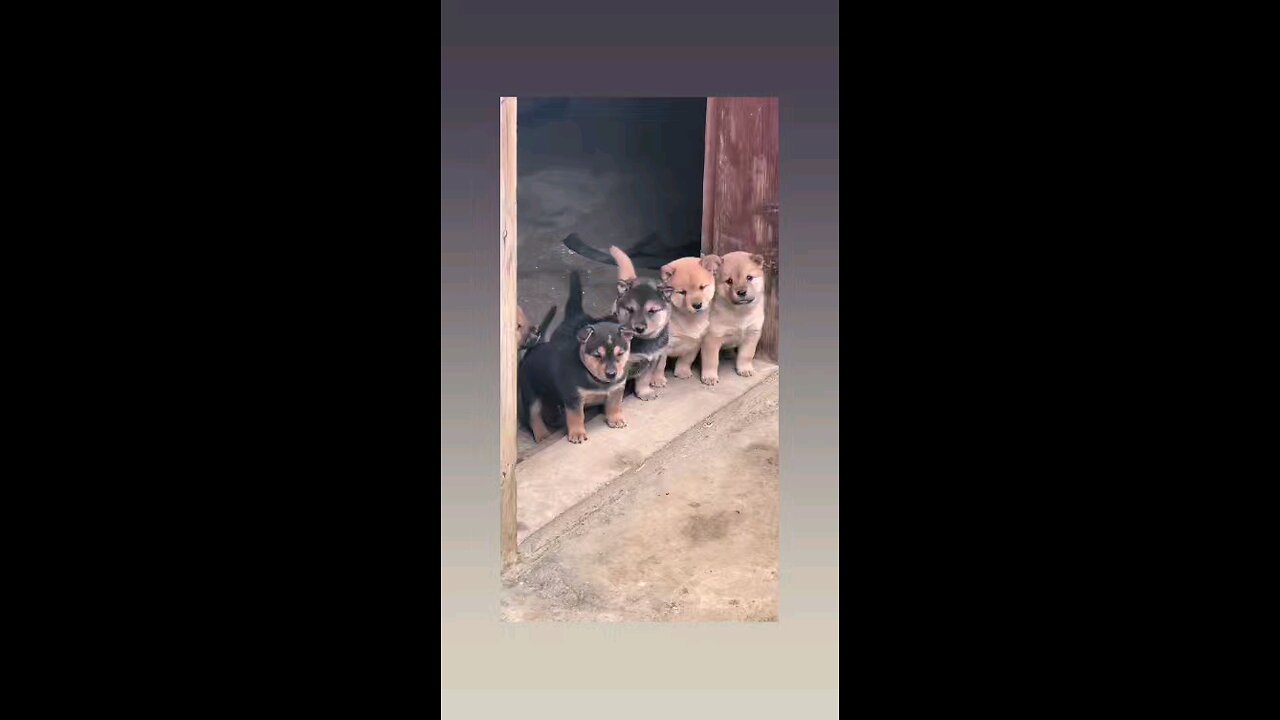 कितने मासुम है ये