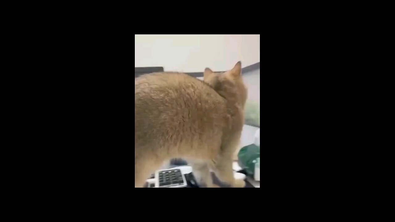 This cat chose revenge