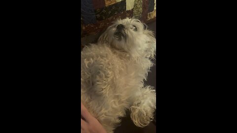Dog gets pet