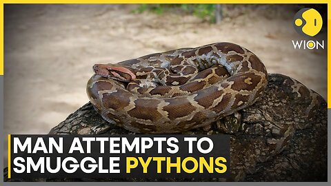 Sri Lankan Man Arrested At Bangkok Airport After Concealing Three Pythons In His Underwear | WION