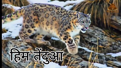 Snow leopard | Himalaya Animal 🐆