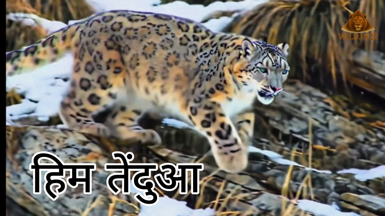 Snow leopard | Himalaya Animal 🐆