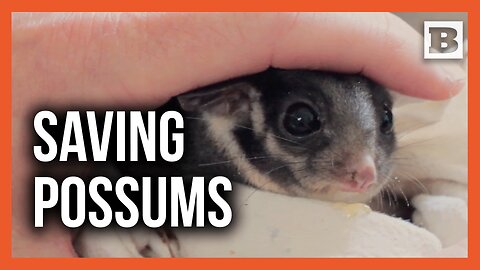 Critically Endangered Leadbeater’s Possums Find New Home