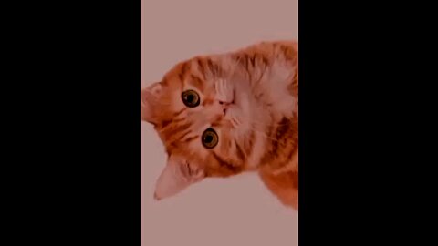 Cat closeup 2