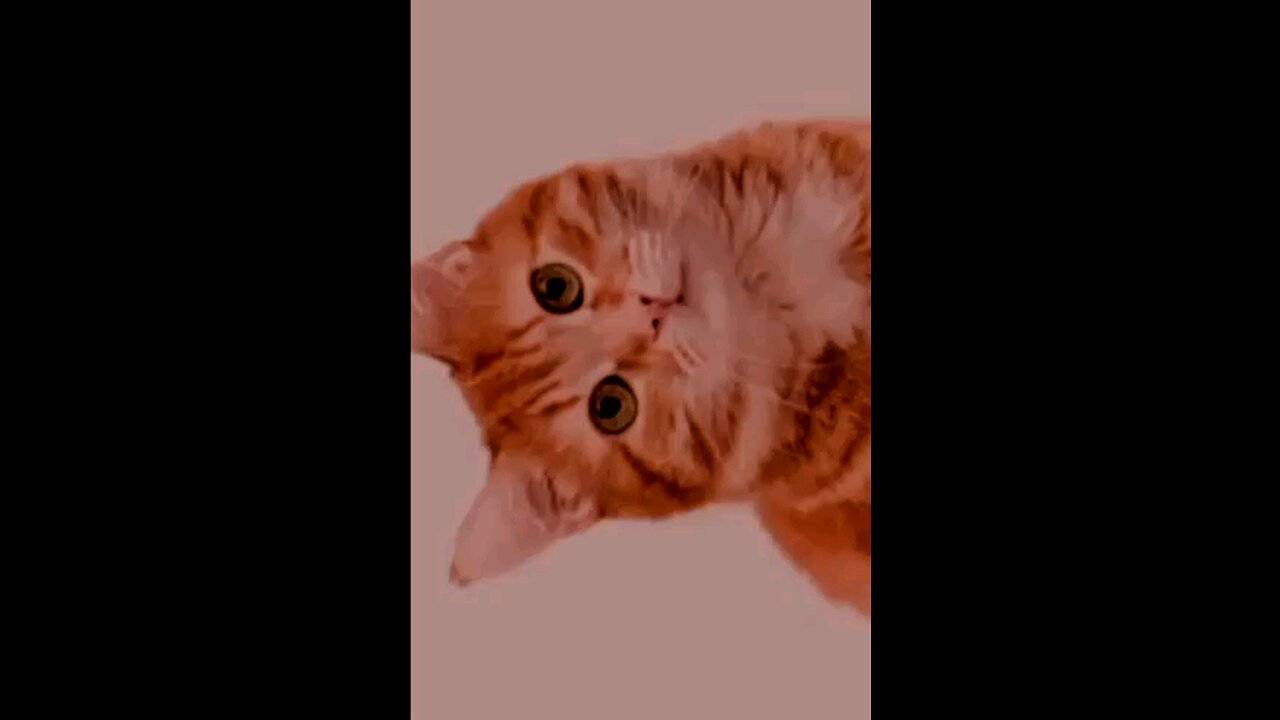 Cat closeup 2