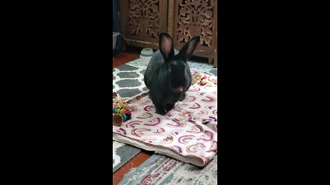 He likes licking his blankey