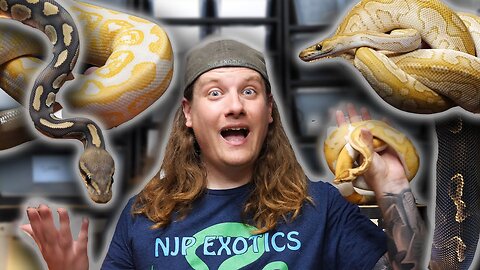 Checkout These BALL PYTHONS!