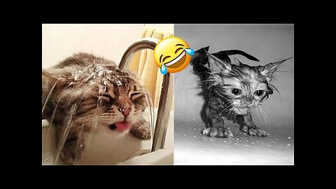 Funniest Animals 2023 😂| Funniest Cats and Dogs 🐱🐶 | Part 1
