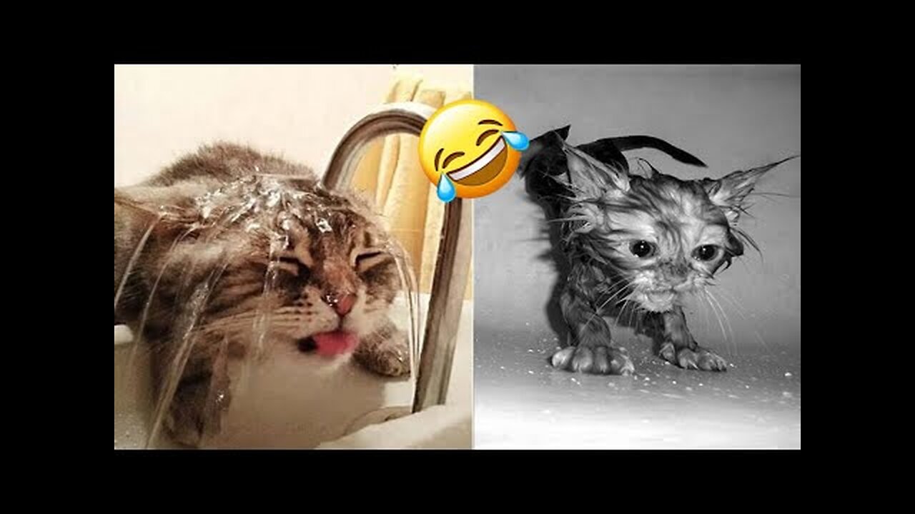 Funniest Animals 2023 😂| Funniest Cats and Dogs 🐱🐶 | Part 1