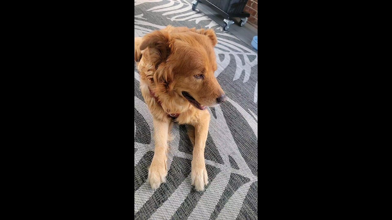 Buddy! SC neighbors dog