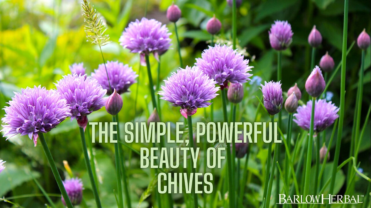 The Health Benefits of Chives