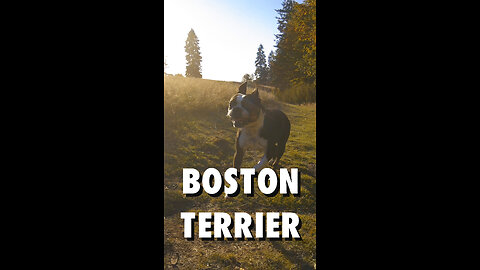 Boston Terrier!